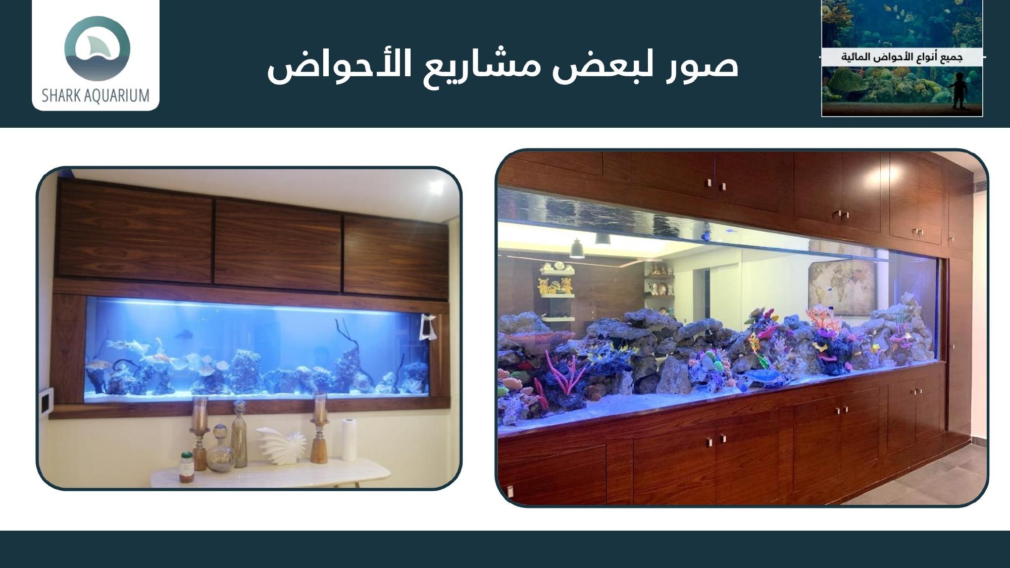 Shark Tank Aquarium Gallery