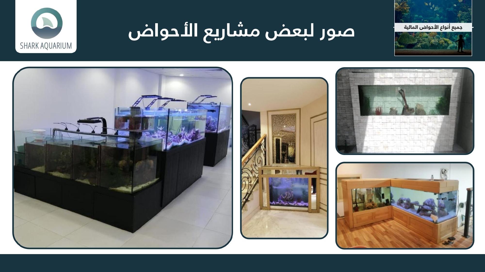 Shark Tank Aquarium Gallery