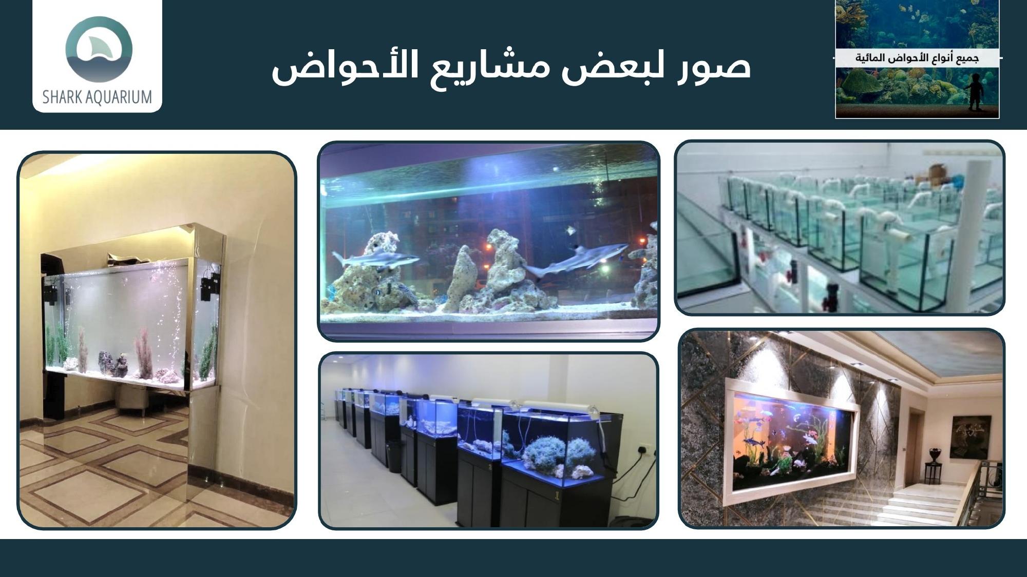 Shark Tank Aquarium Gallery